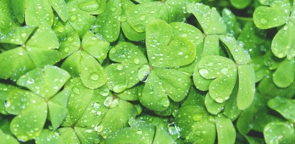 st patricks